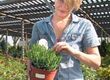 How to Buy from Nurseries and Growers
