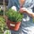 How to Buy from Nurseries and Growers